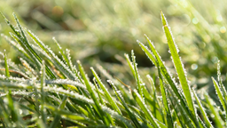 będzie można otrzymać 2400 zł za przymrozek. wnioski o wypłatę świadcz