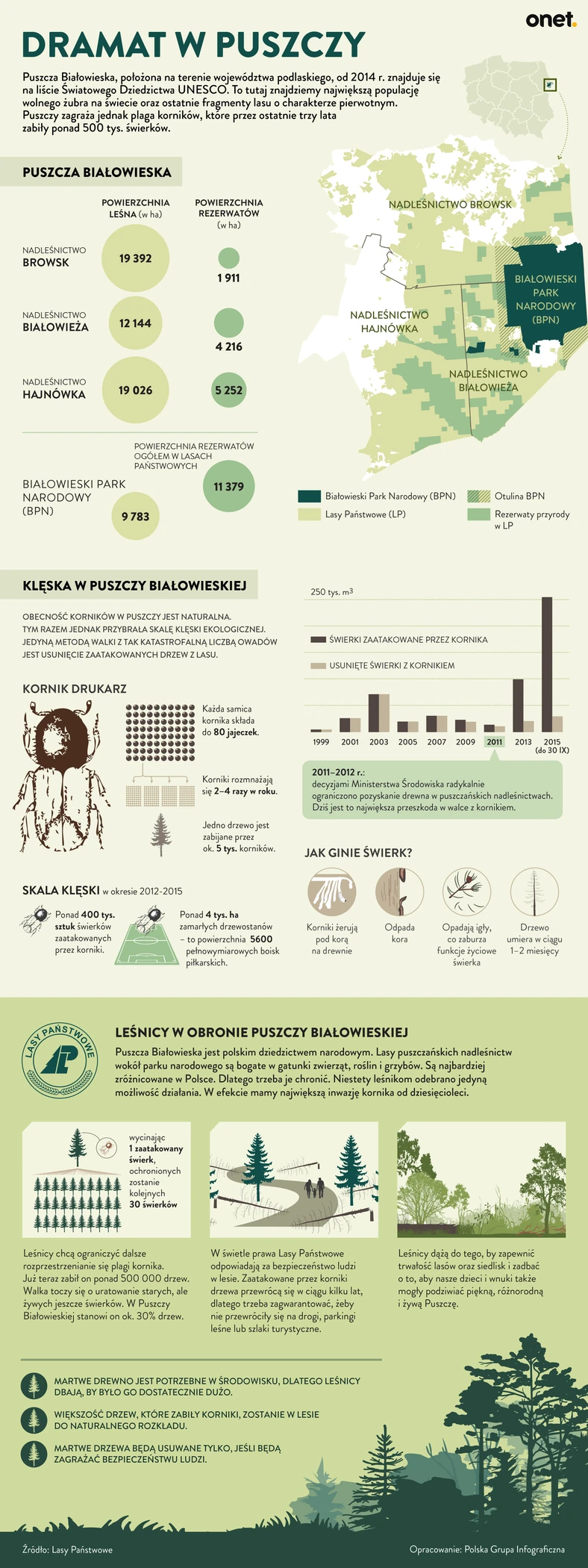 puszcza bialowieska kornik infografika onet