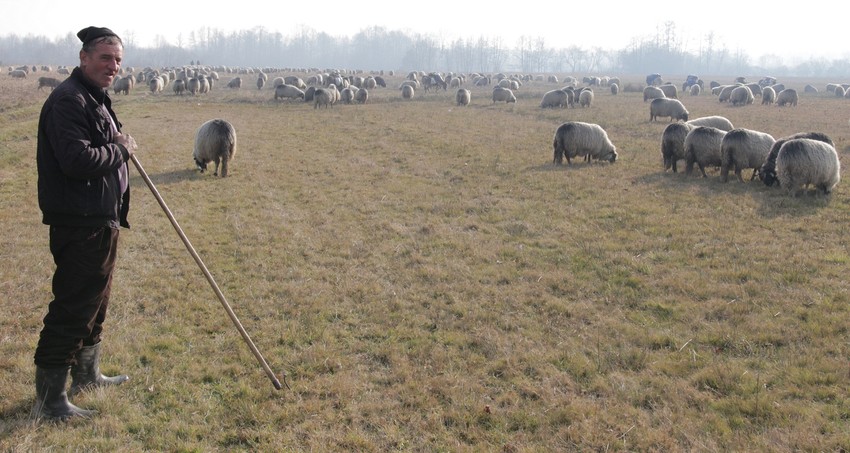Stotine ovaca sa Vlašića zimuje u Lijevču