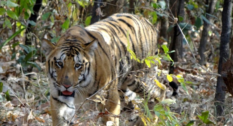 India is home to almost 75 percent of the world's tigers and has at present 2,967 of the big cats