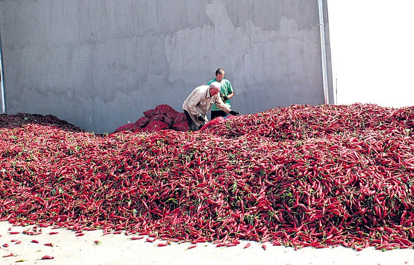 Kod berbe i prerade potreban je veliki oprez