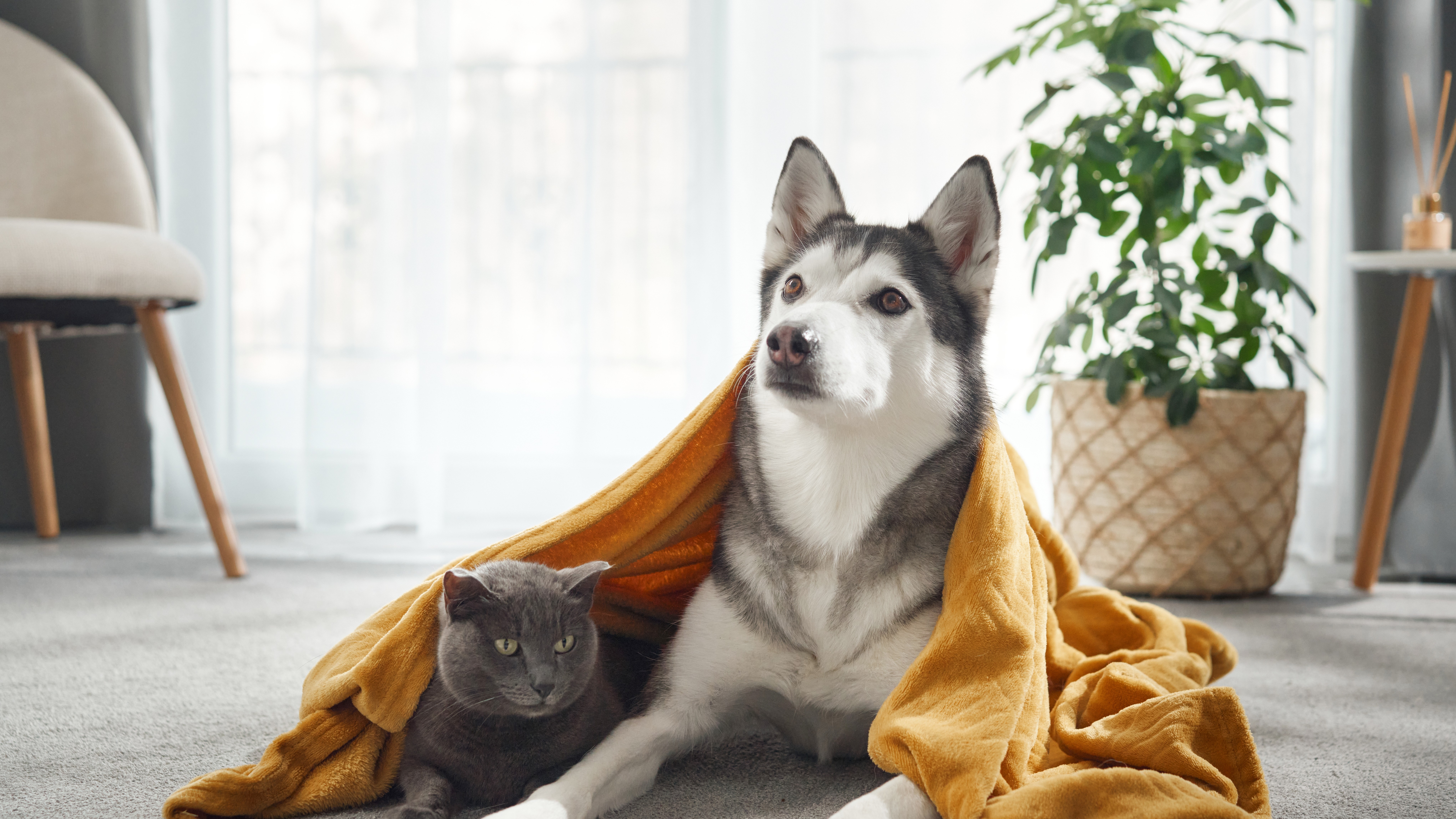 Cât costă să ai un câine sau o pisică. Bugetul lunar de hrană, servicii veterinare
și accesorii
