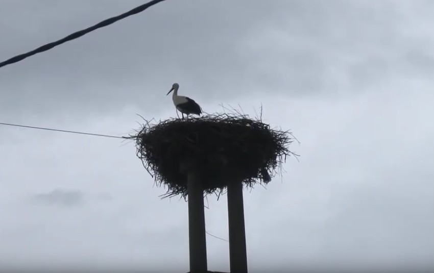 Vesnici proleća su na svom mestu