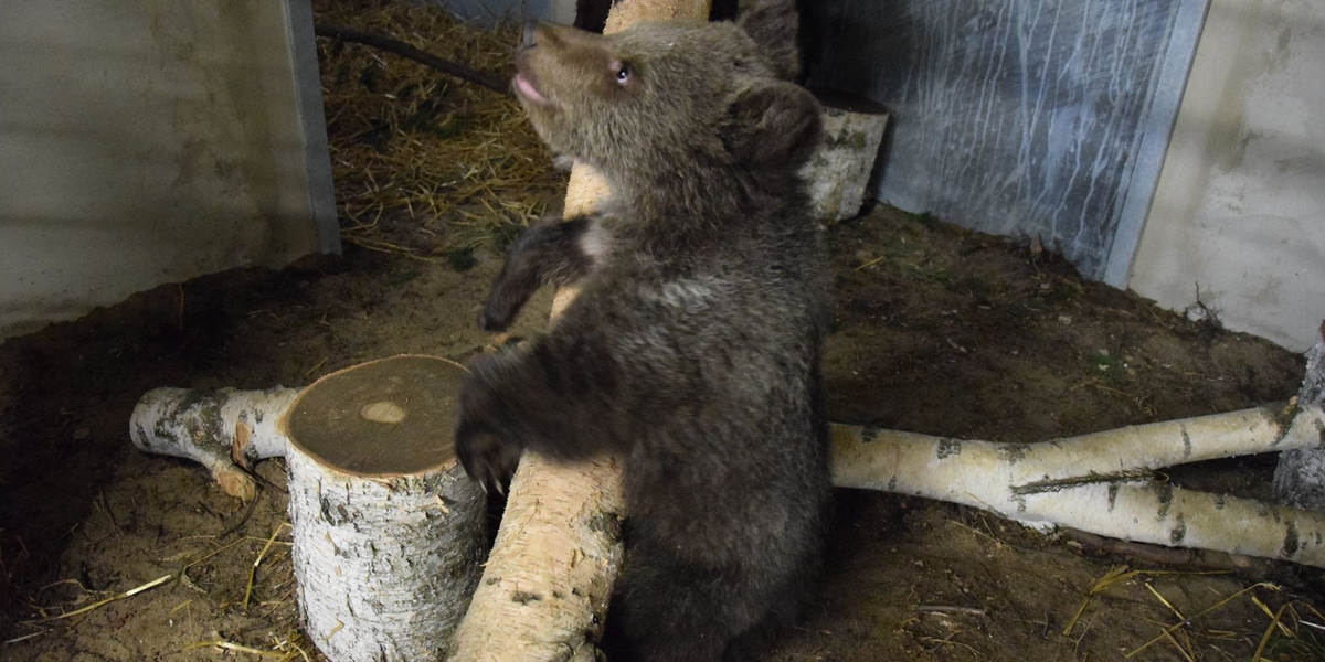 Niedźwiedzica z Bieszczad przepija ZOO! Potrzebne wsparcie