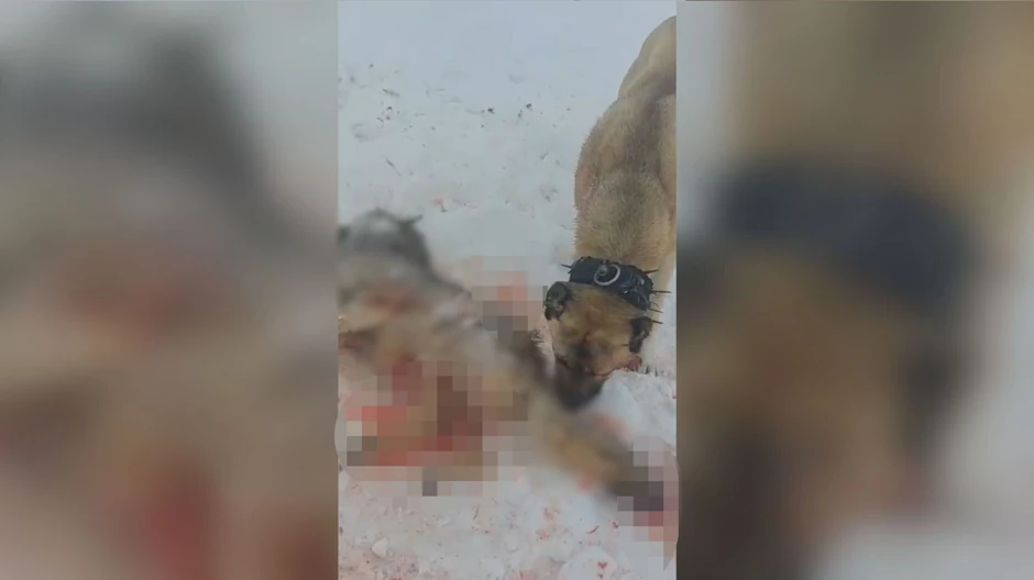 Neustrašivi pas spasio ovce od vuka