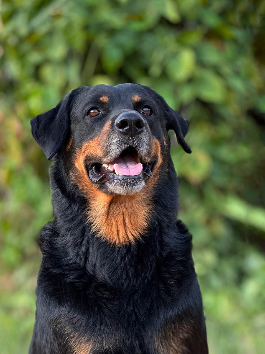 Rottweiler.