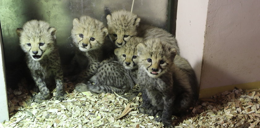 Niesamowite narodziny w gdańskim zoo! Zdjęcia tych maluchów podbijają internet
