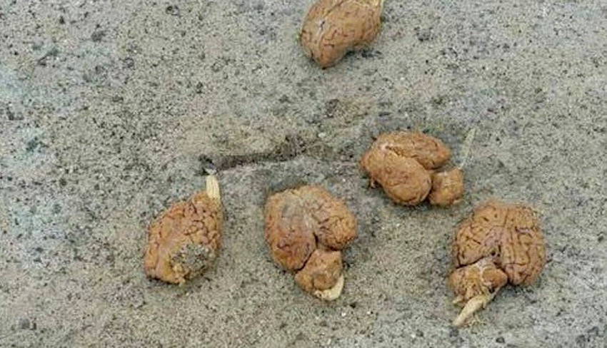 Šokantno otkriće u Njujorku