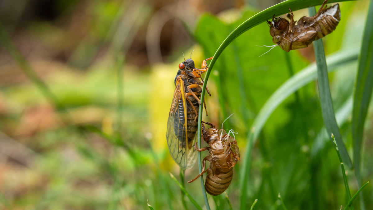 Plaga owadów uderzy w USA. Taka sytuacja zdarza się nawet raz na kilkaset lat