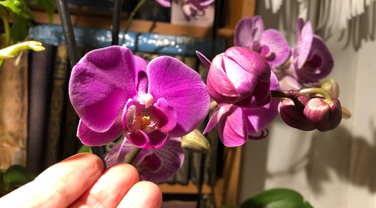 Orchidea Fotó: Ringier