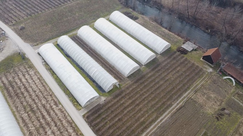 Svih sedam članova porodice Tošović, od najstarijih do najmlađih uključeno je u radove u plastenicima
