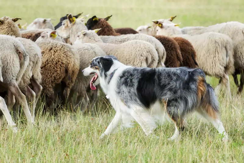 Border Collie / Bigandt_Photography Getty Images