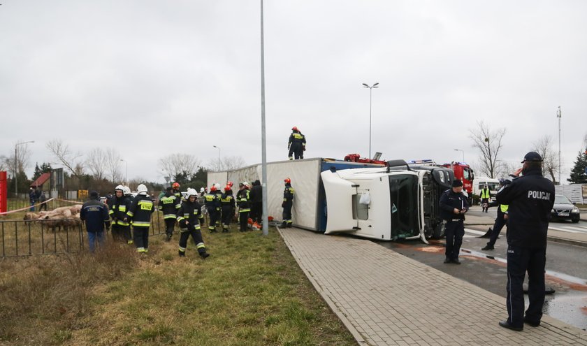 Wypadek. Przewrócił się tir ze świniami