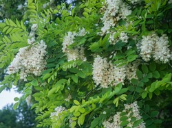 Tej rośliny lepiej nie uprawiaj w ogrodzie. "Zaleca się rezygnację z uprawy"