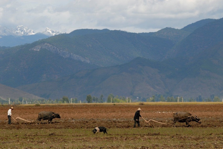 Vu na popularnoj platformi objavljuje kratke snimke sa očeve farme svinja