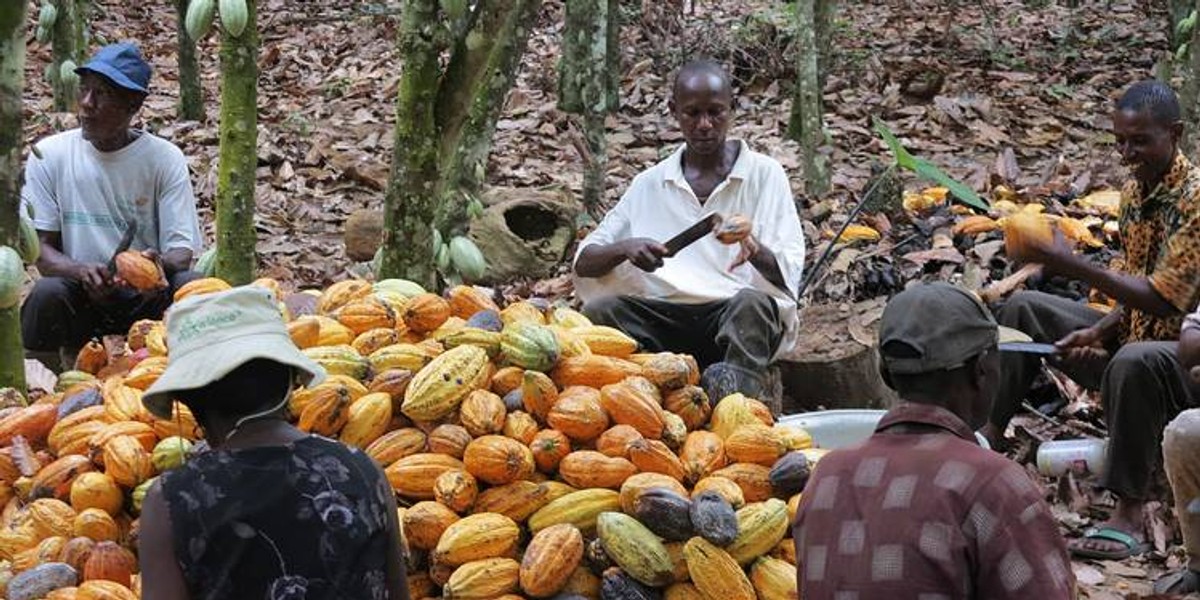 Ghana will maintain cocoa production target despite oversupply on the