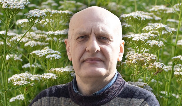 Hajdučka trava je ključna biljka domaće narodne medicine, poznata po širokoj primeni