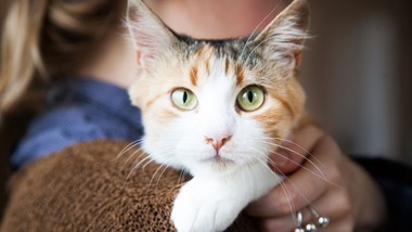 Masz kota? W tym QUIZIE musisz mieć przynajmniej 10/13