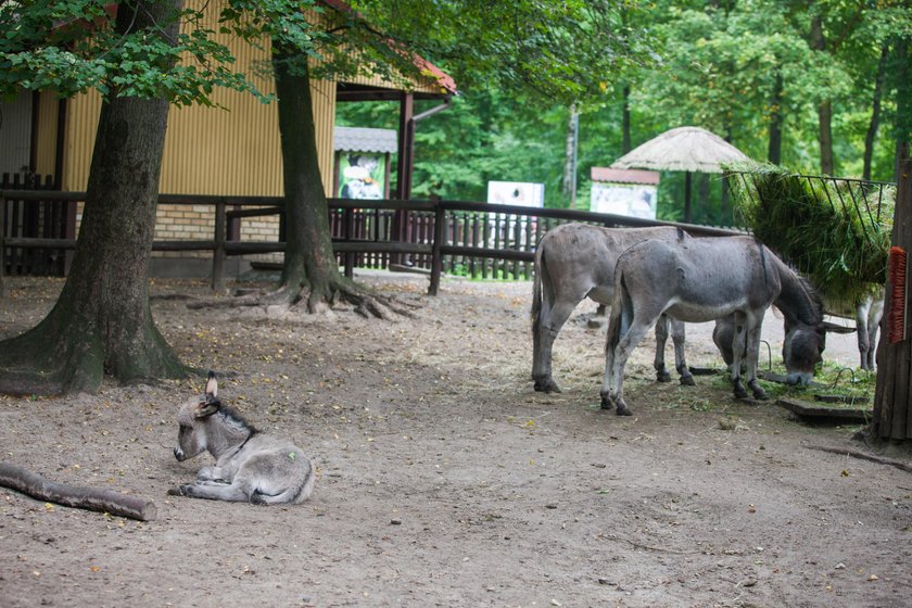 Osiołek George w zoo