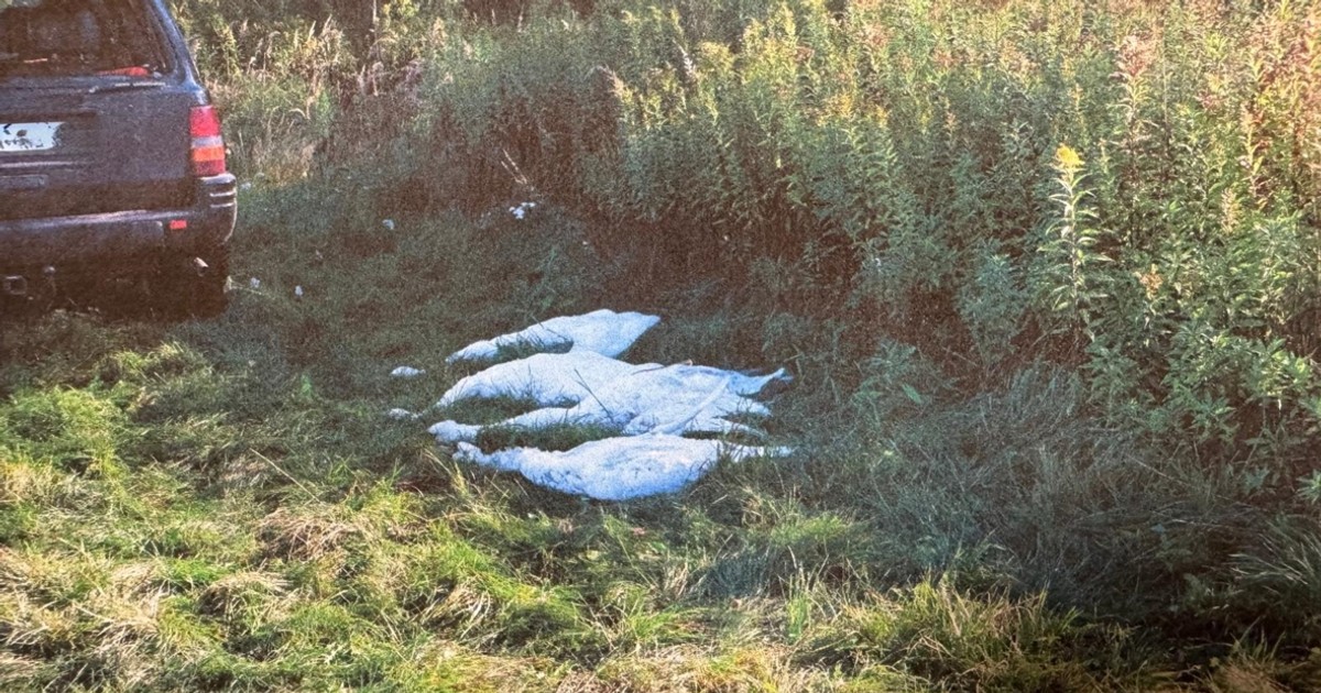 Pomylili łabędzie z gęsiami. Mogą wylądować w więzieniu