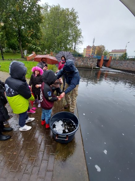 Zarybianie rzeki Regi narybkiem jesiennym. Foto: Starostwo Gryfice