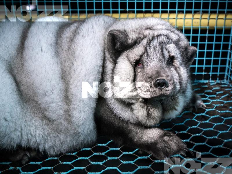 Szörnyű állatkínzás megy Finnországban - Noizz