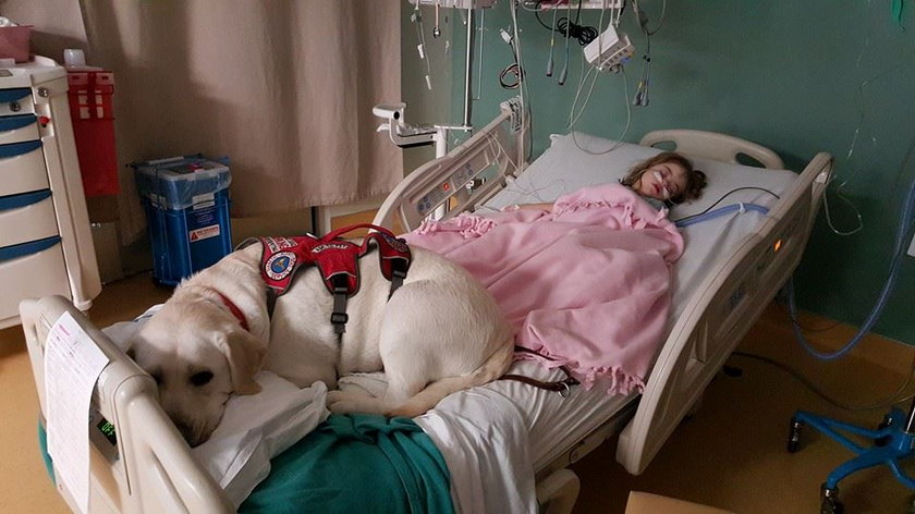 Pies nie rozstaje się z dziewczynką nawet w szpitalu