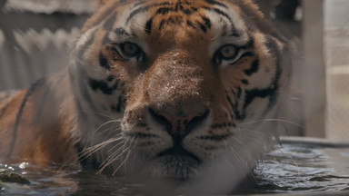 Bohaterowie "Króla tygrysów" Netfliksa zostali pozbawieni swoich 68 kotów