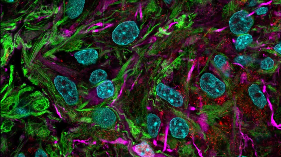 Istraživanje ilustracija