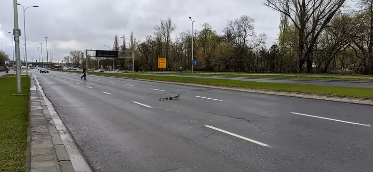 Nietypowi goście na Wisłostradzie. Trzeba było wstrzymać ruch