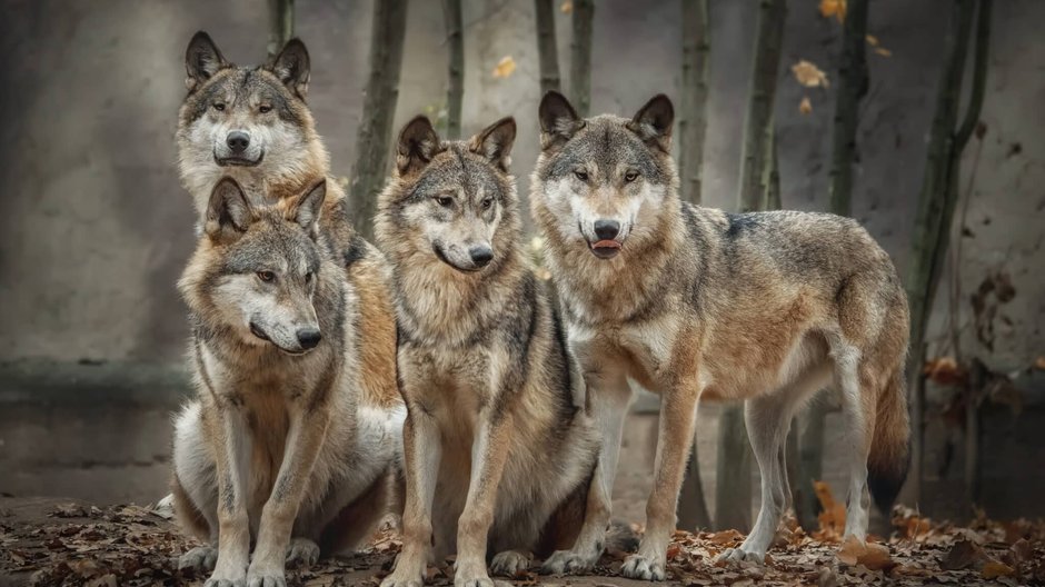 Wilki - ile prawdy jest w naszych wyobrażeniach o tych zwierzętach?