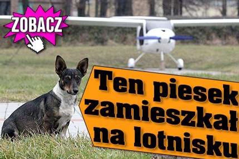 Piesek zamieszkał na lotnisku