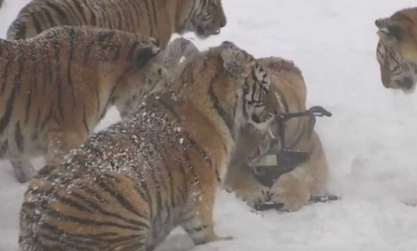 tigrovi "žvaću" dron