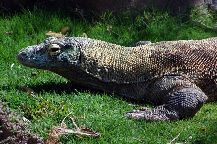 Nowe Cuda Natury - Komodo Fot. flickr/Mike Willis