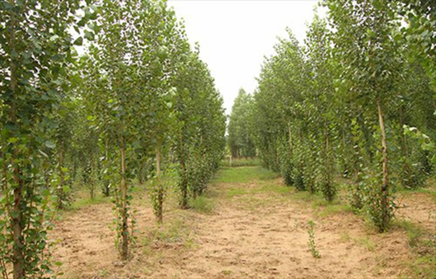 Jedna od površina koju je pretvorila u predivnu prirodnu oazu