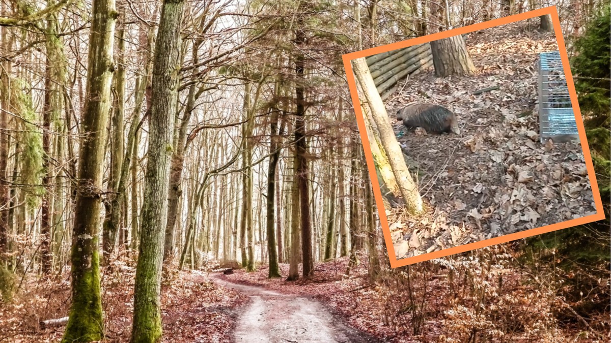 las, droga, drzewa, borsuk