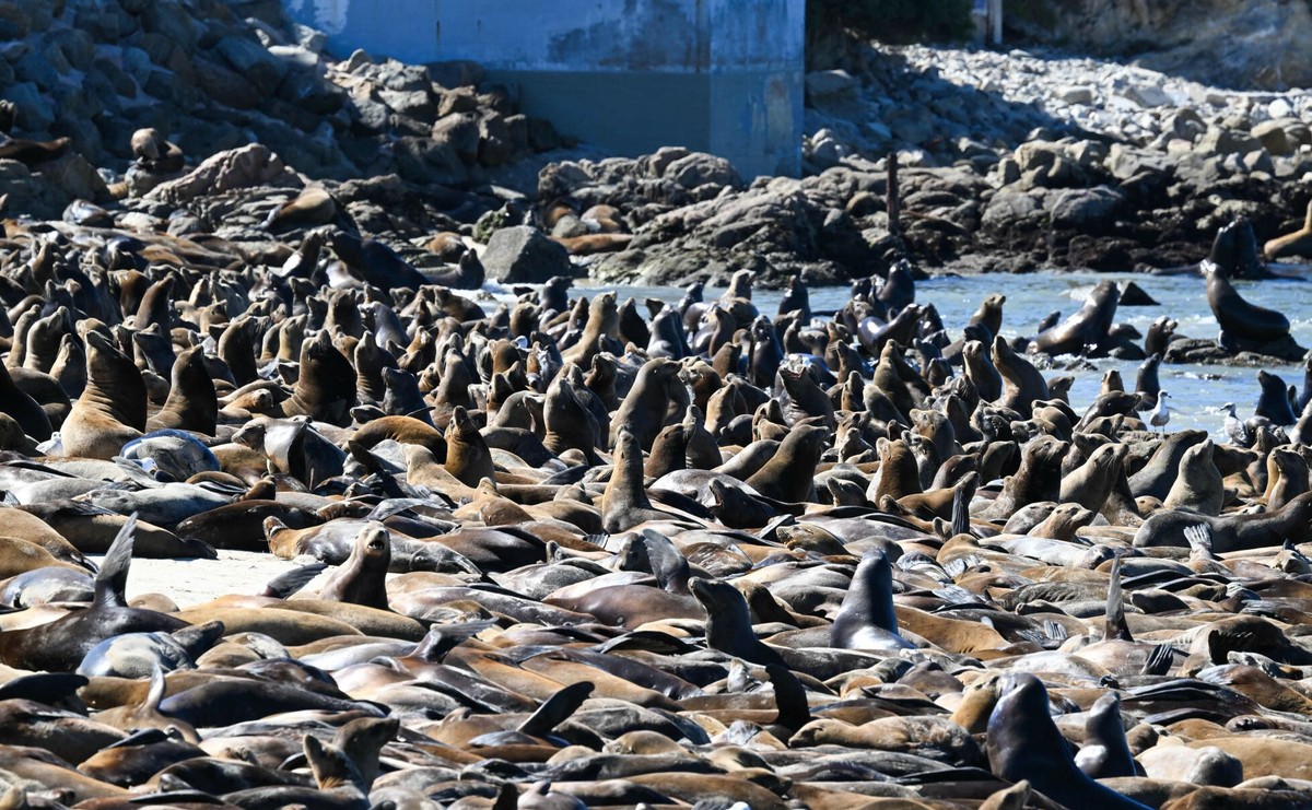 Setki lwów morskich leżało na plaży San Carlos w Monterey