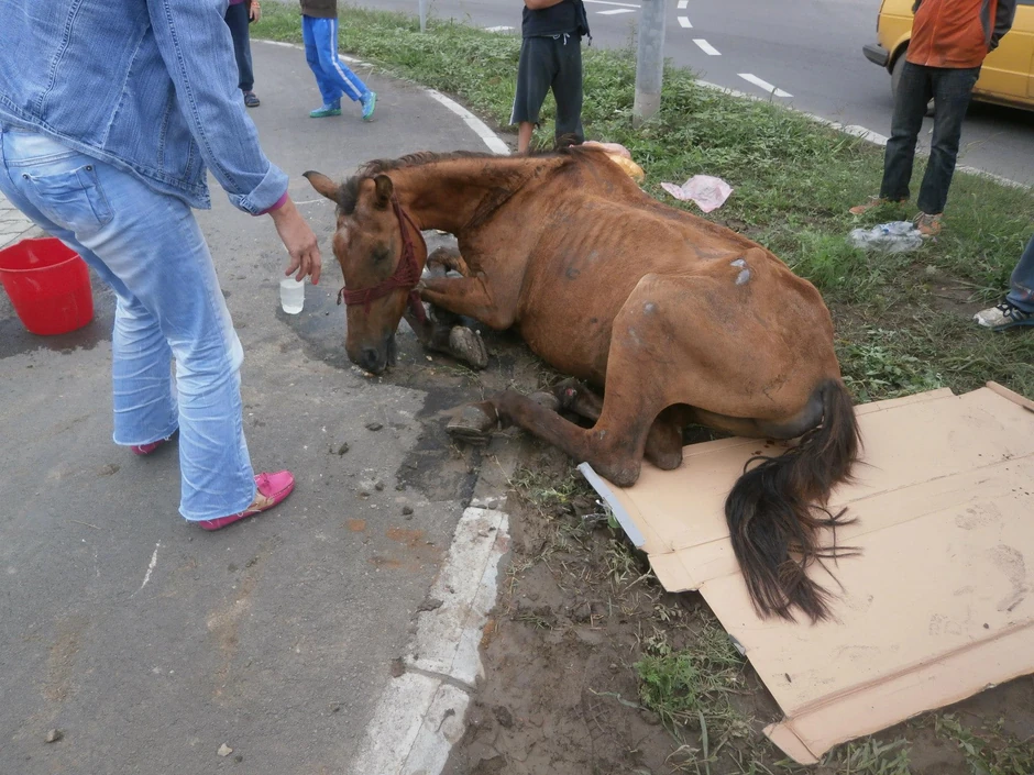 Konj je pao od malaksalosti