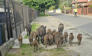 Dziki w Warszawie. Miasto działa na rzecz bezpieczeństwa mieszkańców