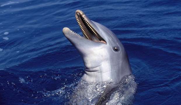 Delfin (ilustracija)