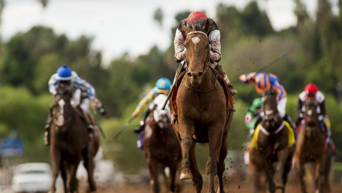 Mimo potknięcia na starcie American Pharoah nawet nie obejrzał się za rywalami i wygrał o 6 i 1/4 długości gonitwę Rebel Stakes. Jego właściciel z tego tytułu zgarnął nagrodę w wysokości 750 tysięcy dolarów.