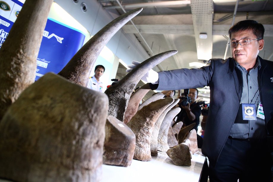 A Thai customs officer displays seized rhino horns, coming from Ethiopia, during a news conference at the Suvarnabhumi International Airport in Bangkok, Thailand March 14, 2017.