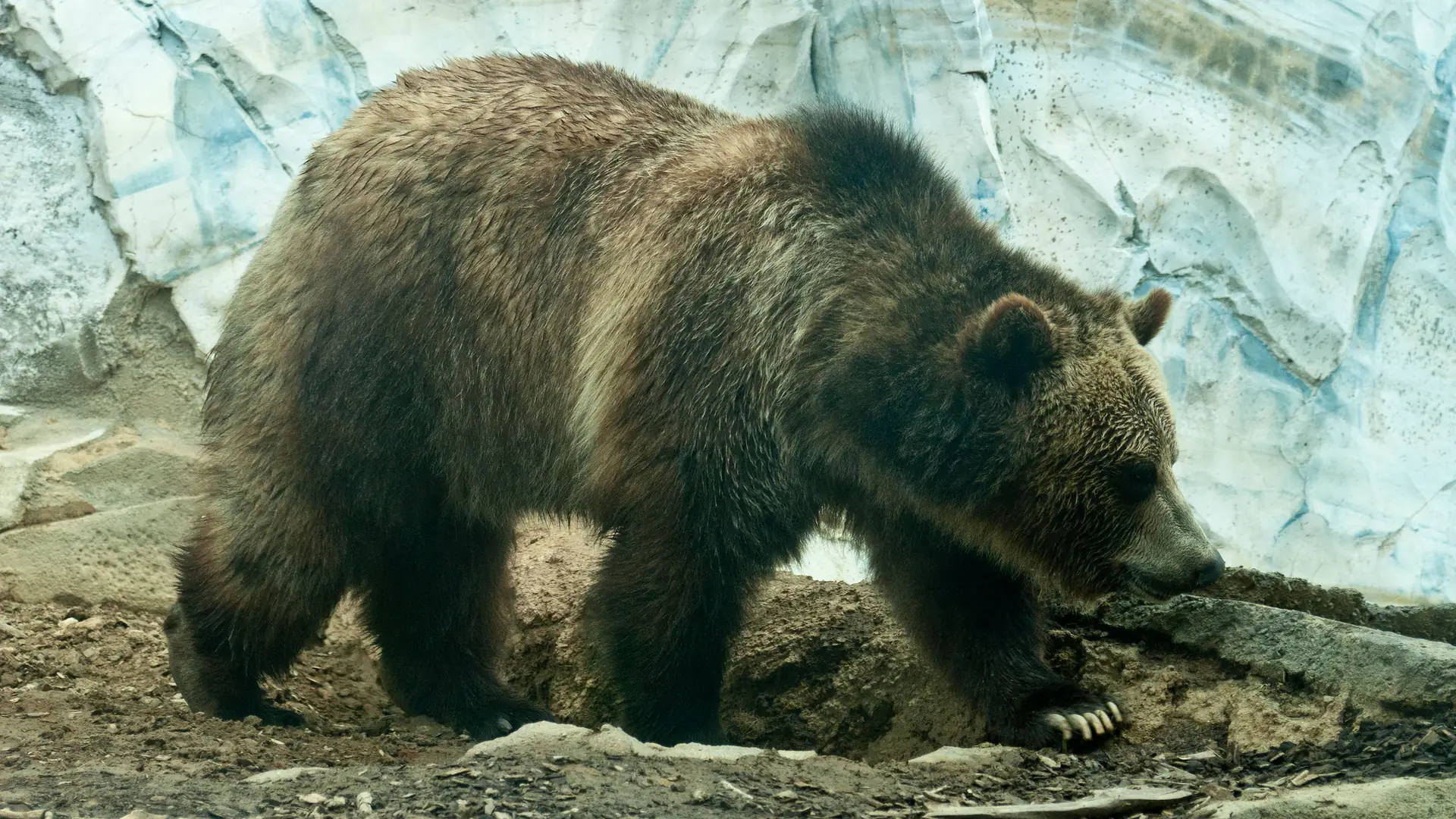 Archeologiczne zdolności niedźwiedzicy. Zobaczcie, co znalazła mieszkanka poznańskiego ZOO