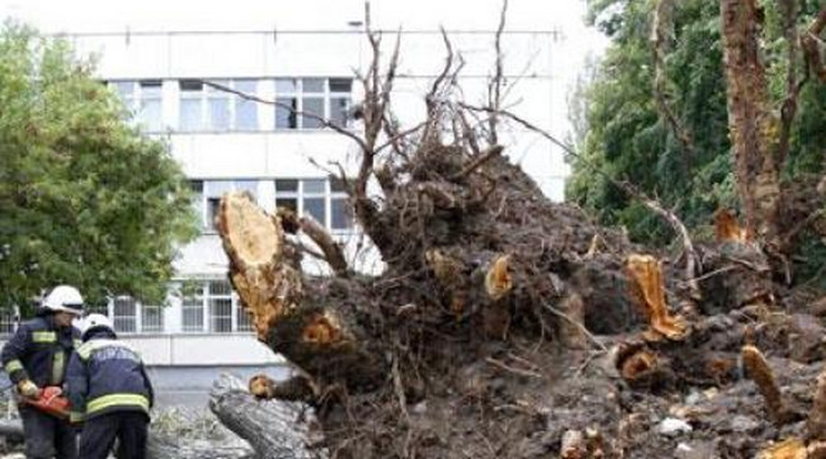 Sokkoló! Gyerekre dőlt egy fa Miskolcon - Fotók