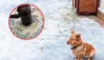 100 tysięcy złotych kary dla właściciela psa za trzymanie go na łańcuchu. Służby sprawdzą warunki bytowe