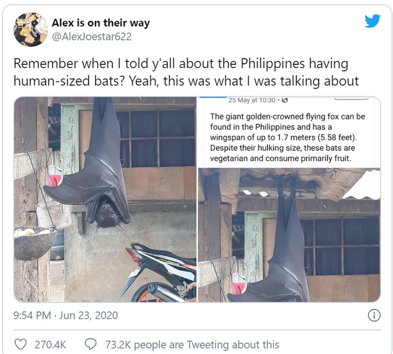 Photo of huge bat with ‘human-size’ is giving people nightmares