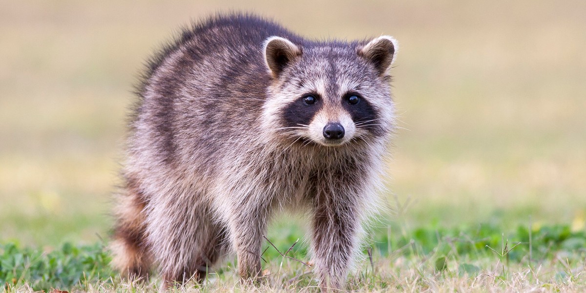 Szop pracz ukradziony przez Rosjan z chersońskiego zoo stał się bohaterem internetu