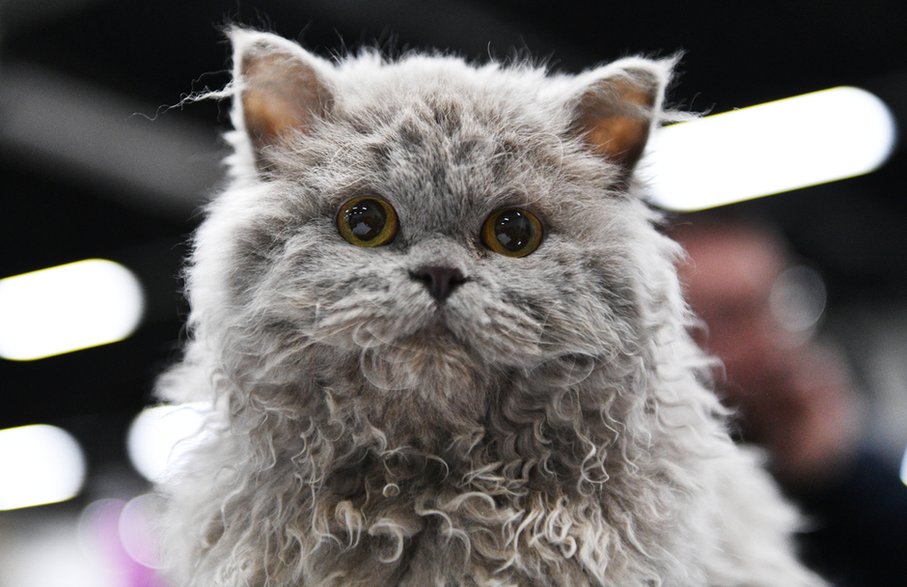 Rasa Selkirk rex