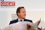 David Cameron piggate świnia