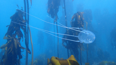"Pudełkowa" meduza u wybrzeży Hiszpanii